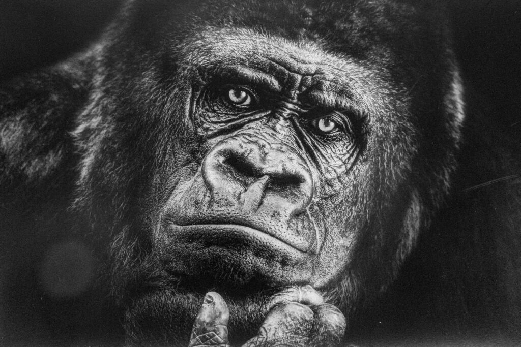 Gesicht eines Gorillas