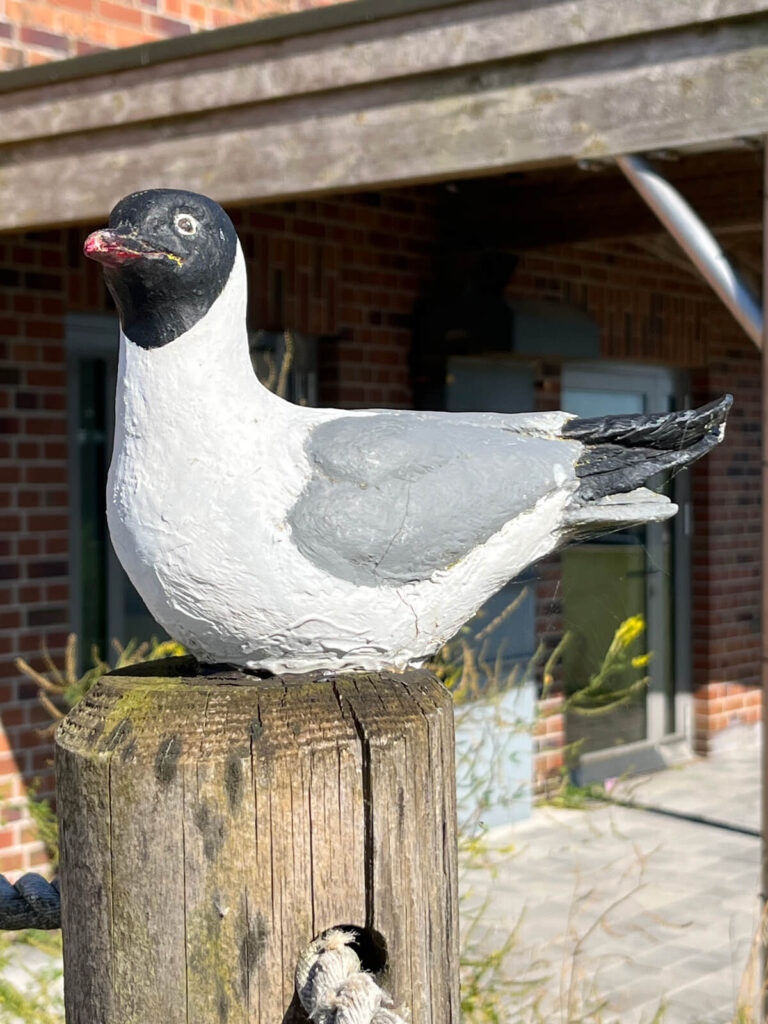 Seemöwe vor der Seehundstation